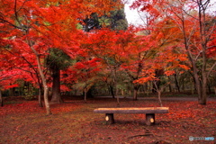 紅葉とベンチ