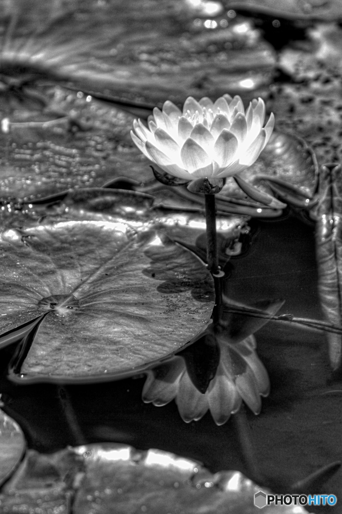 睡蓮映し（モノクロ）