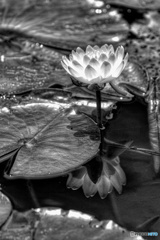 睡蓮映し（モノクロ）