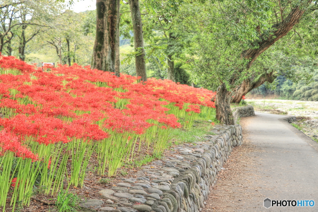 曼珠沙華の小路