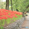 曼珠沙華の小路