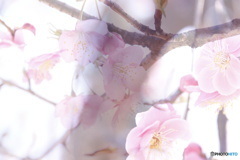 河津桜と梅