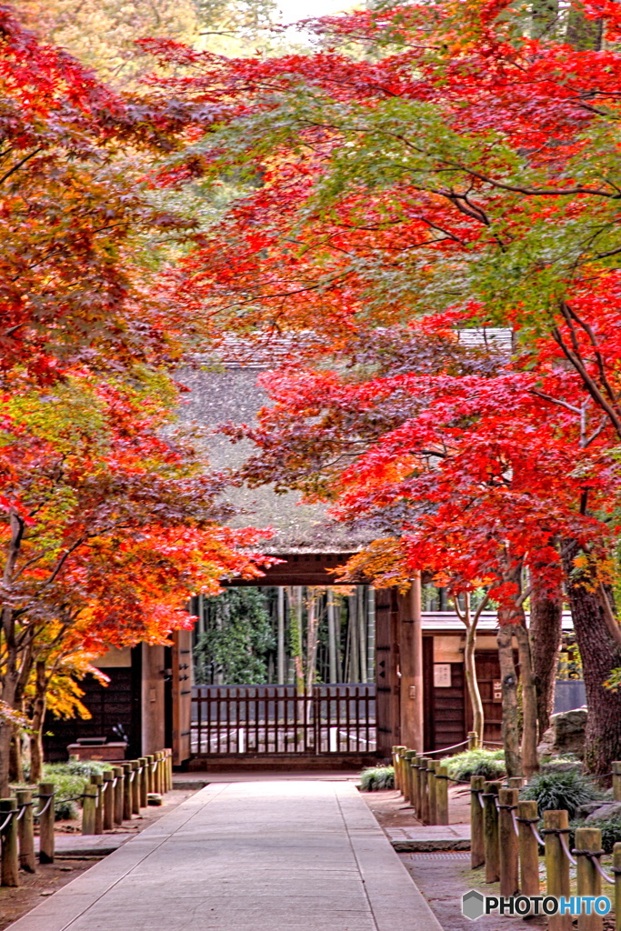 総門の紅葉