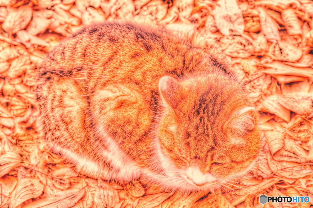 冬の陽だまりで