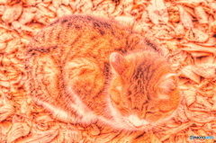 冬の陽だまりで