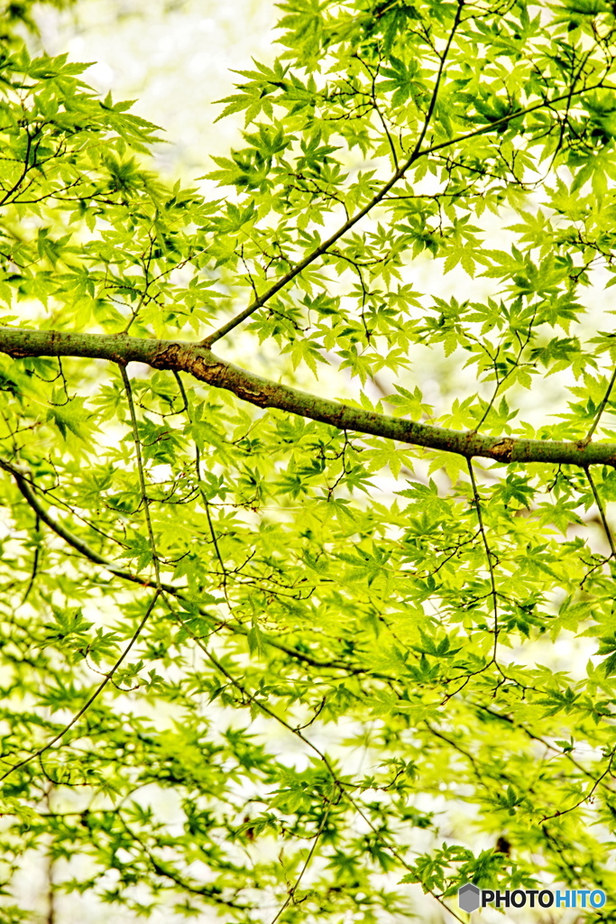 新緑もみじが騒ぎ出す