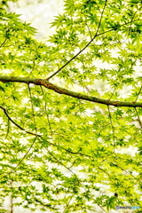 新緑もみじが騒ぎ出す