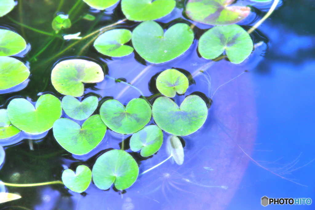 グリーンハート