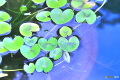 グリーンハート