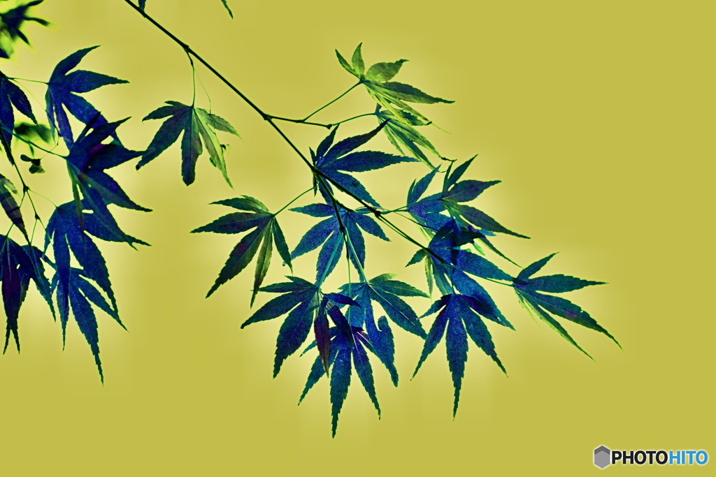 絵柄（もみじ）