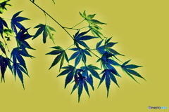 絵柄（もみじ）