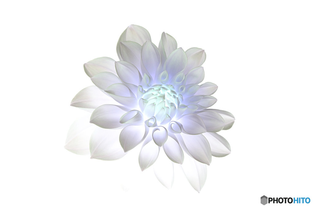 光の中の花ダリア