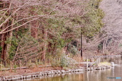 三宝寺池遊歩道の景