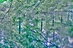 森の中の鏡