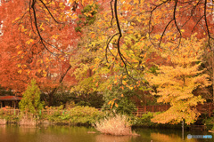 井の頭公園の秋色