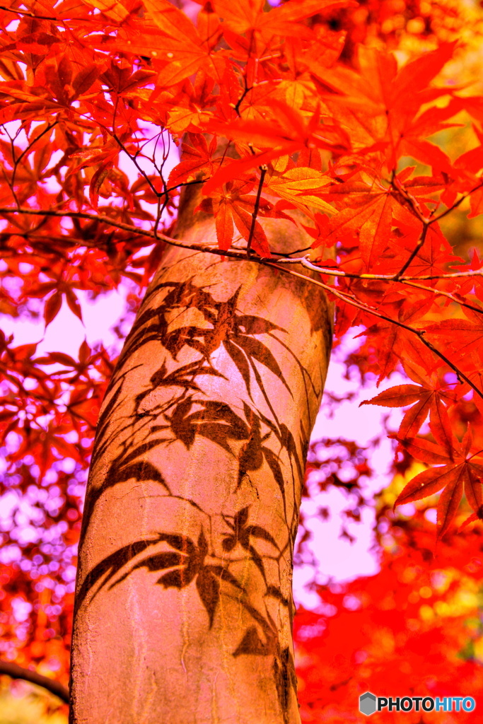 紅葉影