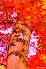 紅葉影