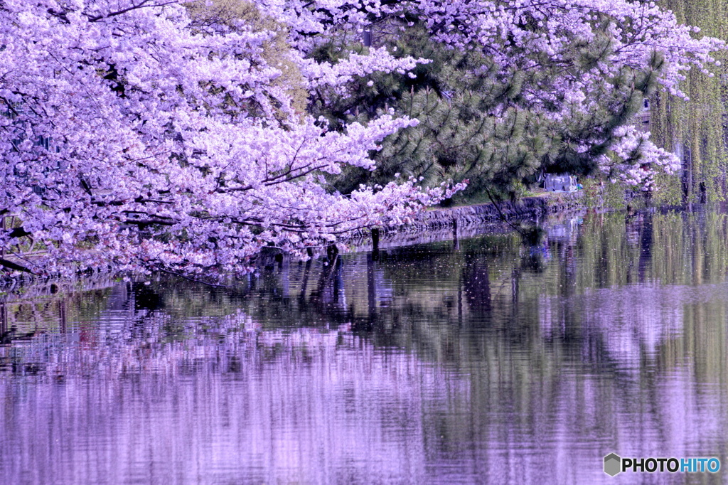 色写し（桜色）