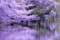 色写し（桜色）