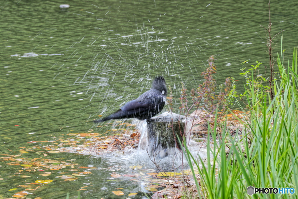 カラスの行水