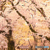 満開の桜と桜吹雪