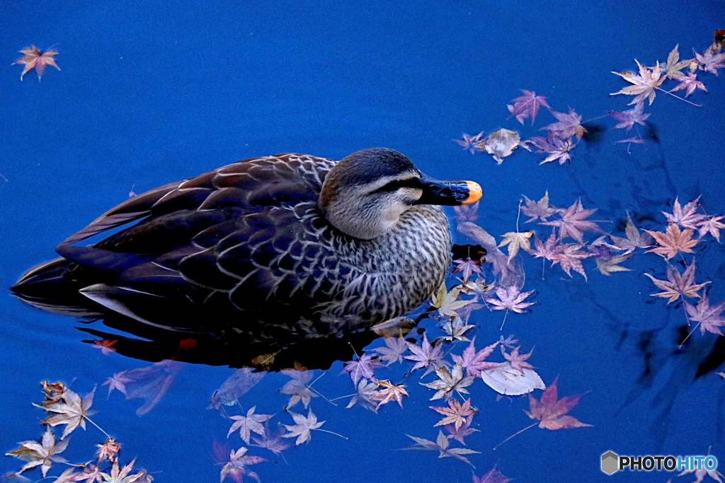 鴨と紅葉