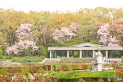 神代植物公園のバラ園（未完の春）