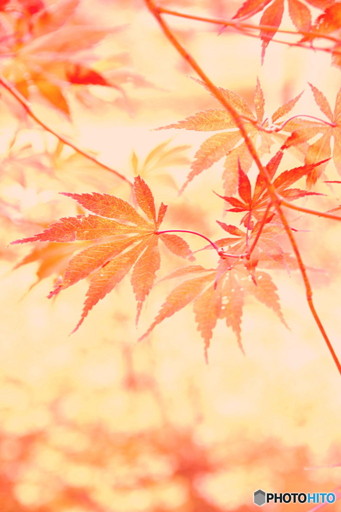 紅葉絵巻