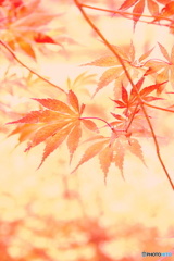 紅葉絵巻