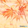 紅葉絵巻