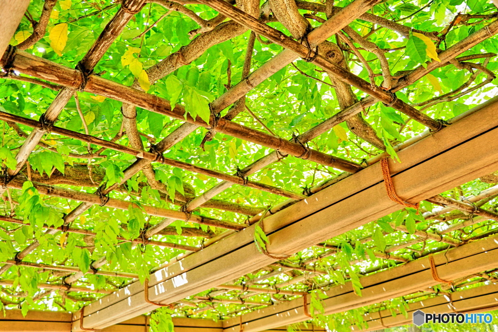 緑の葉の屋根