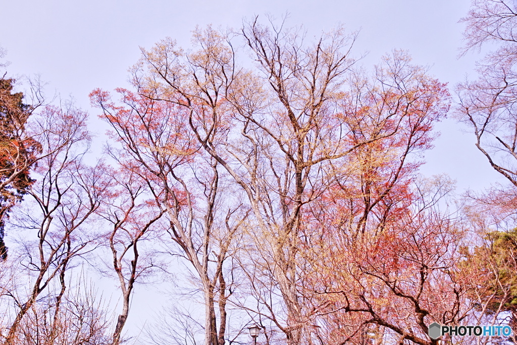 春紅葉（はるこうよう）