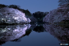 月夜の夜桜と映り込み