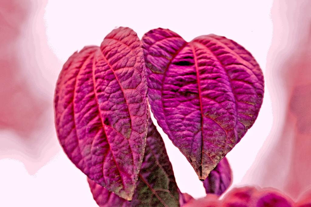 寄り添うハート