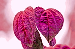 寄り添うハート