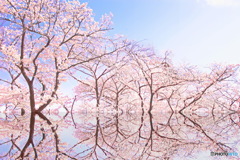 桜の壁