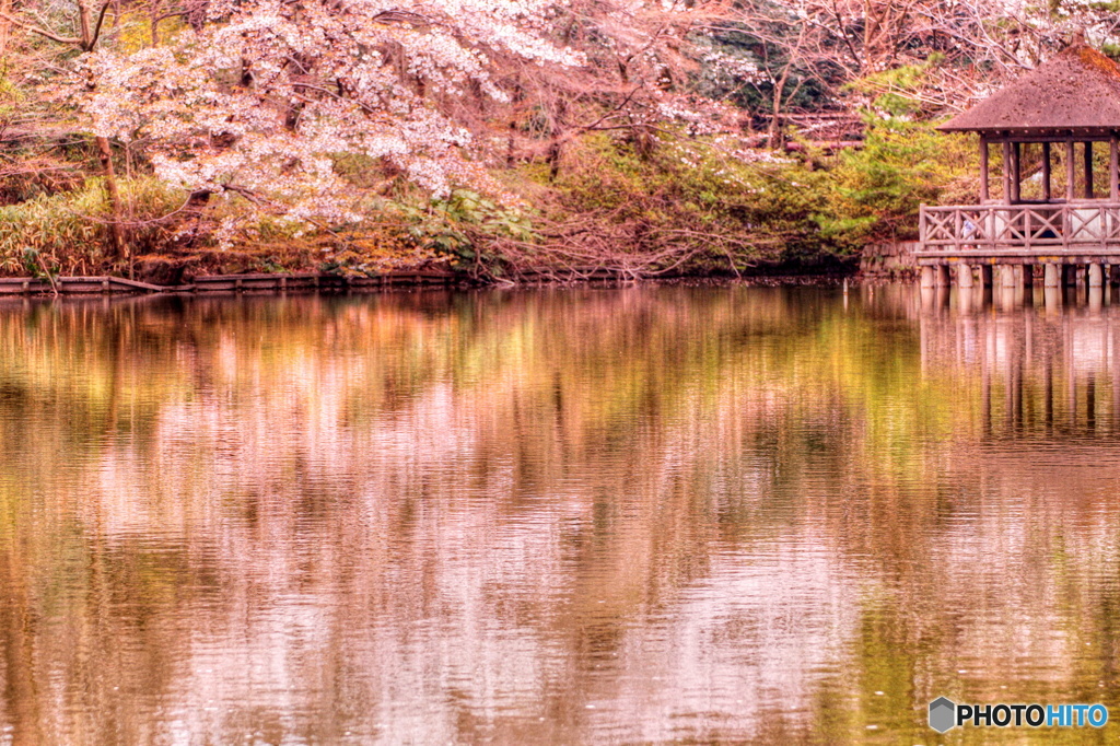 桜色に染まる池
