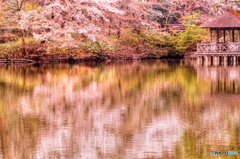 桜色に染まる池