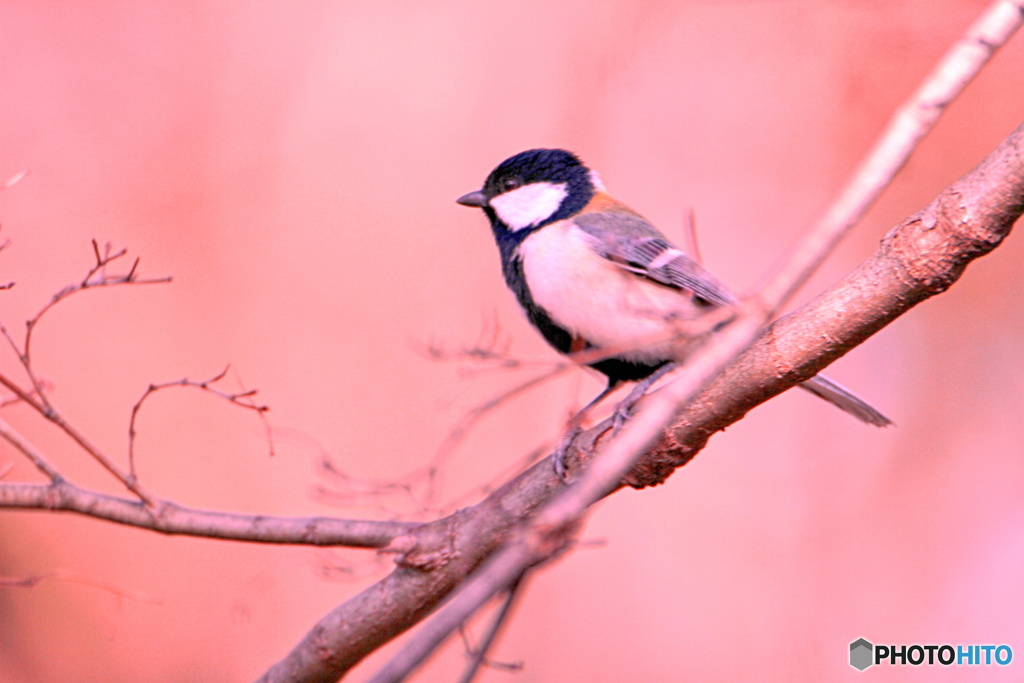 シジュウカラ（初）