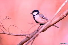 シジュウカラ（初）