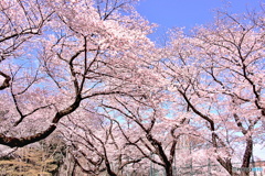 三宝寺池の春