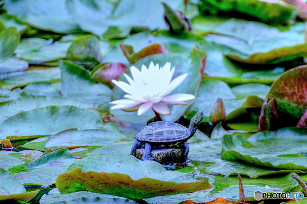 花飾り