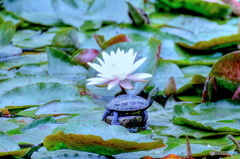 花飾り