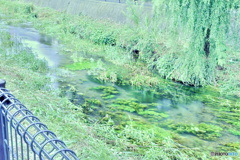 涼景色（１）
