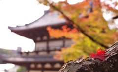 紅葉狩り