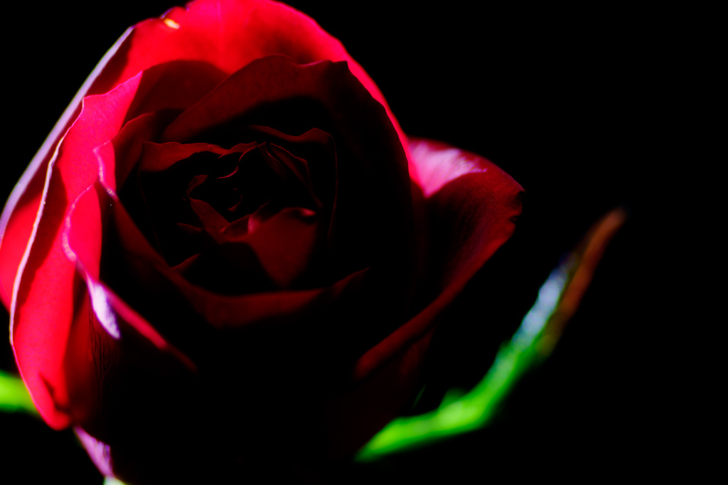 Red Rose