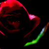 Red Rose