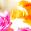 Yellow Rose