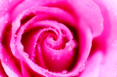 Pink Rose-2