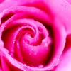 Pink Rose-2